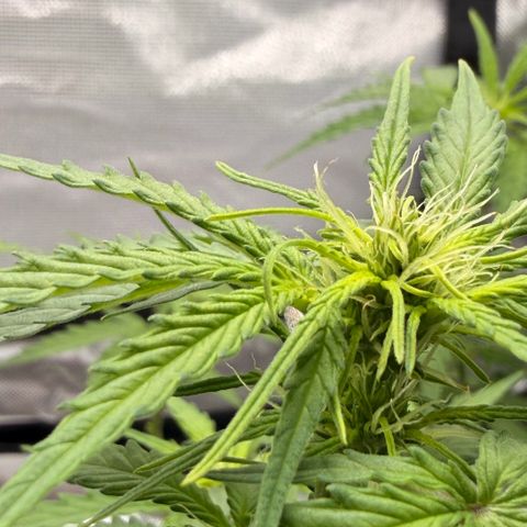Weddi  growlog timeline photo