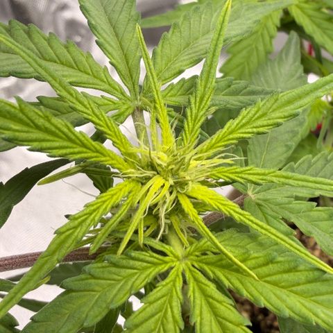 Weddi  growlog timeline photo