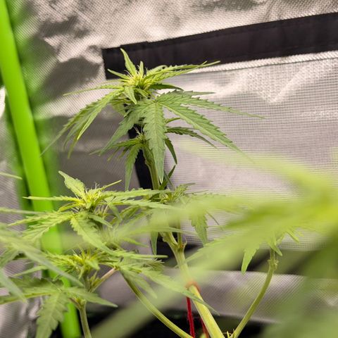 Weddi  growlog timeline photo