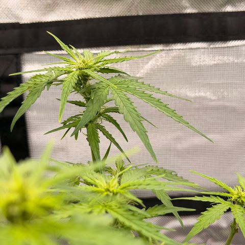 Weddi  growlog timeline photo