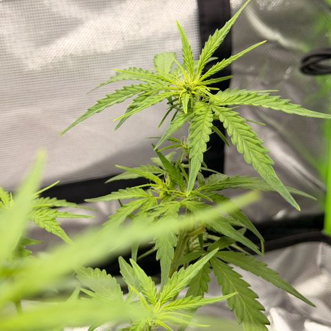 Weddi  growlog timeline photo