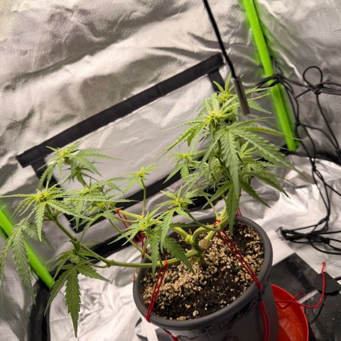 Weddi  growlog timeline photo