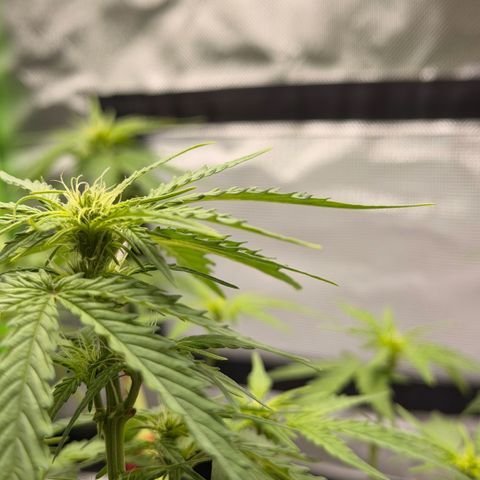 Weddi  growlog timeline photo