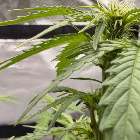 Weddi  growlog timeline photo