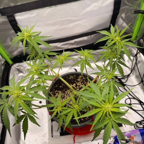 Weddi  growlog timeline photo