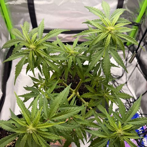 Weddi  growlog timeline photo