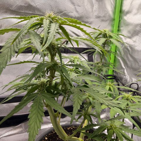 Weddi  growlog timeline photo