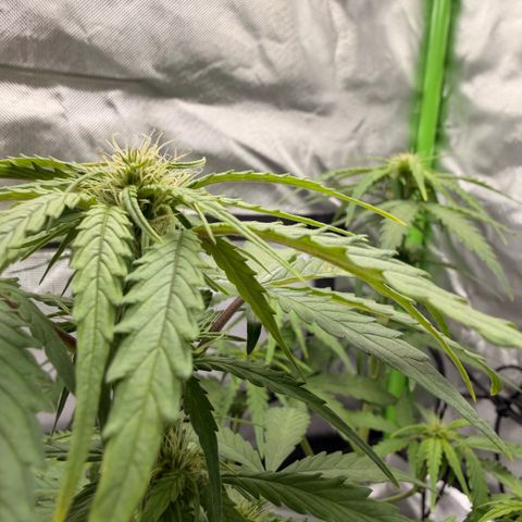 Weddi  growlog timeline photo