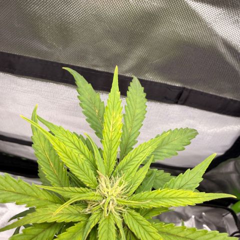 Weddi  growlog timeline photo