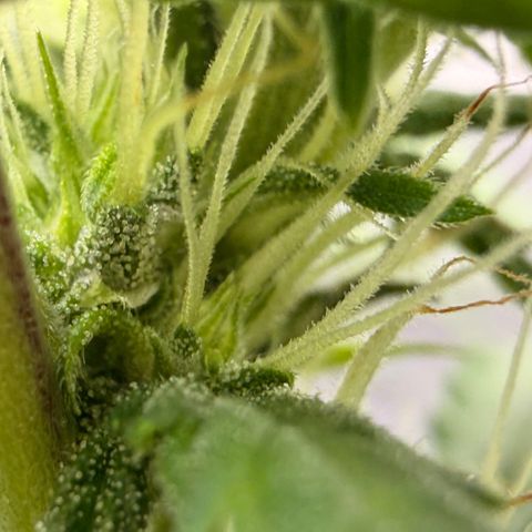 Weddi  growlog timeline photo