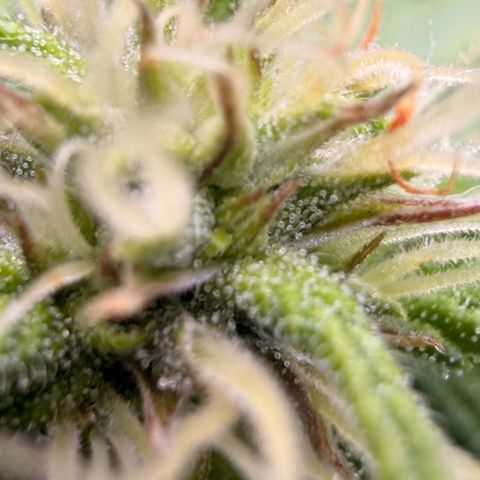 Weddi  growlog timeline photo