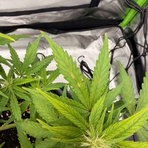 Weddi  growlog timeline photo