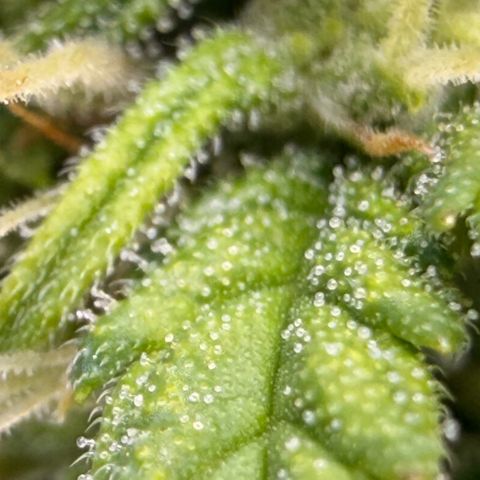 Weddi  growlog timeline photo