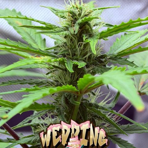 Weddi  growlog timeline photo