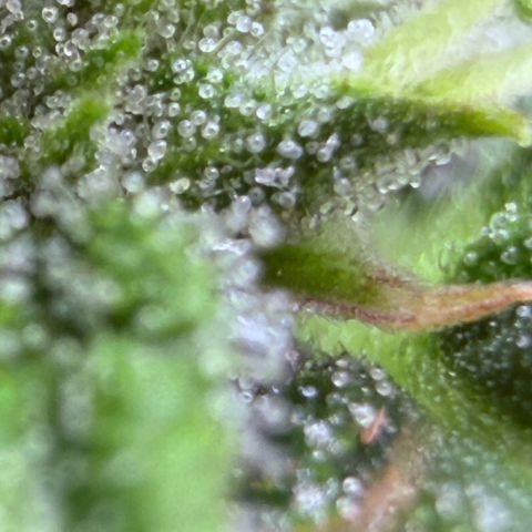 Weddi  growlog timeline photo