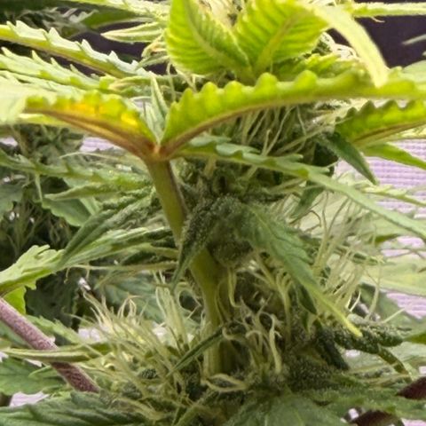 Weddi  growlog timeline photo