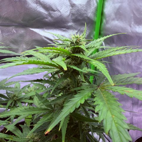 Weddi  growlog timeline photo