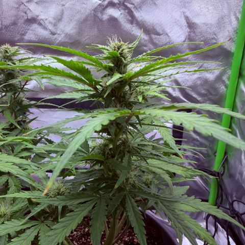 Weddi  growlog timeline photo