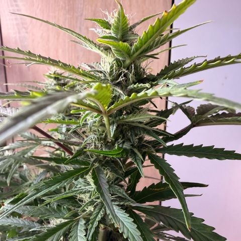 Weddi  growlog timeline photo