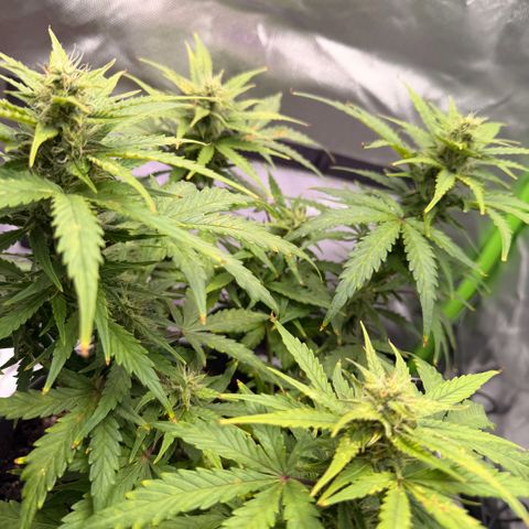 Weddi  growlog timeline photo