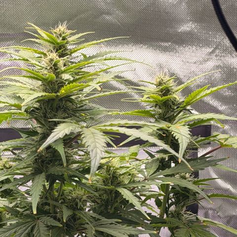 Weddi  growlog timeline photo