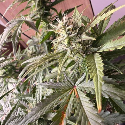 Weddi  growlog timeline photo