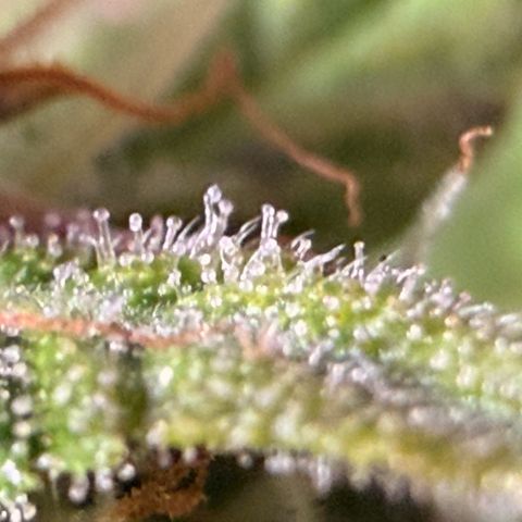 Weddi  growlog timeline photo