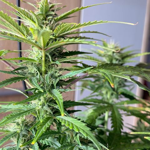 Weddi  growlog timeline photo