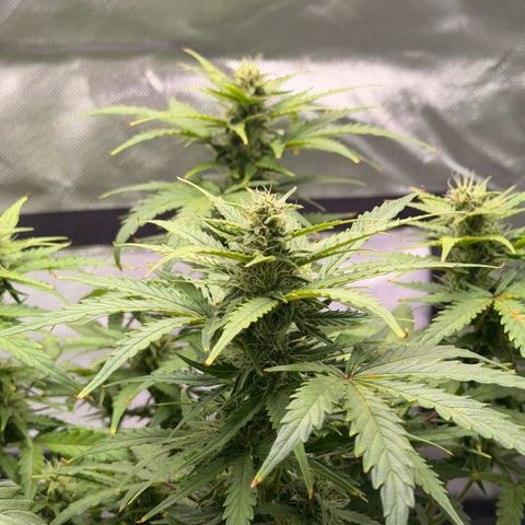 Weddi  growlog timeline photo