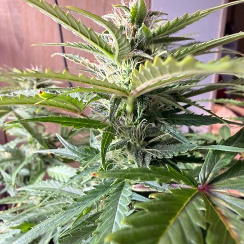 Weddi  growlog timeline photo