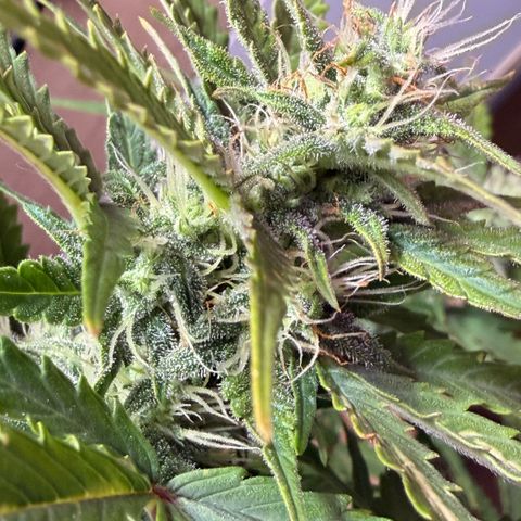 Weddi  growlog timeline photo