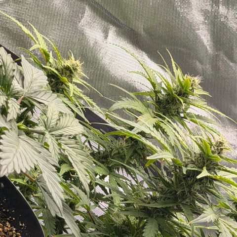 Weddi  growlog timeline photo