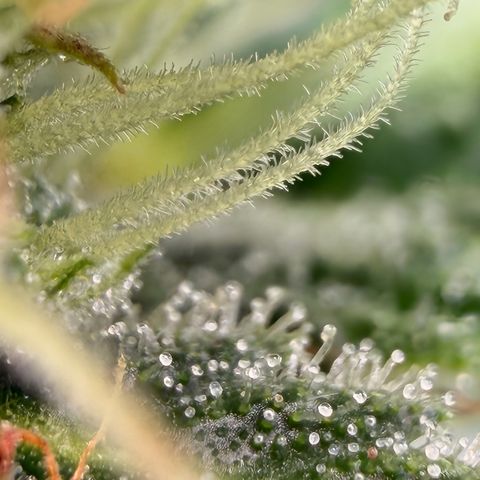 Weddi  growlog timeline photo