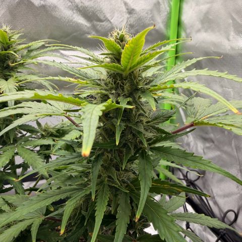 Weddi  growlog timeline photo