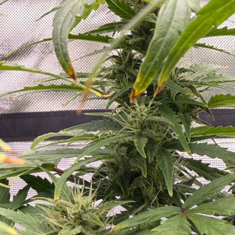 Weddi  growlog timeline photo