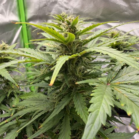 Weddi  growlog timeline photo
