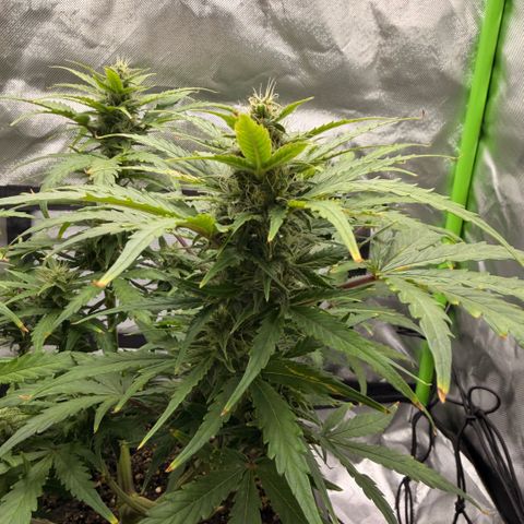 Weddi  growlog timeline photo