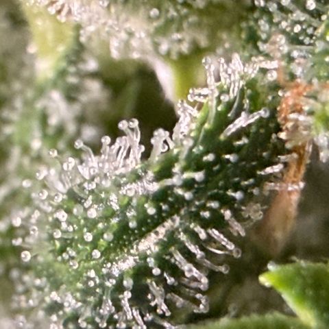 Weddi  growlog timeline photo