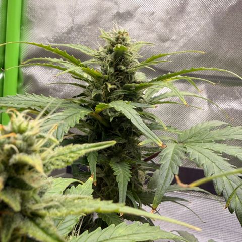 Weddi  growlog timeline photo
