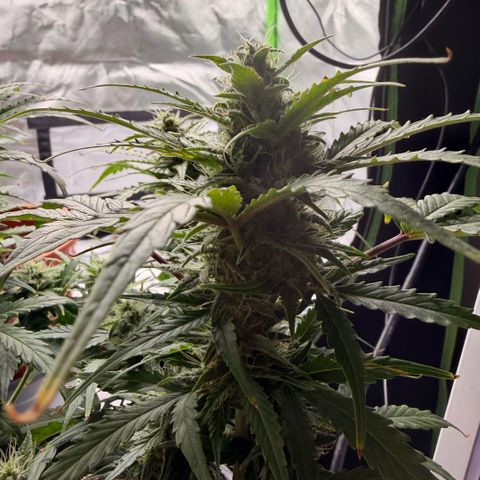 Weddi  growlog timeline photo