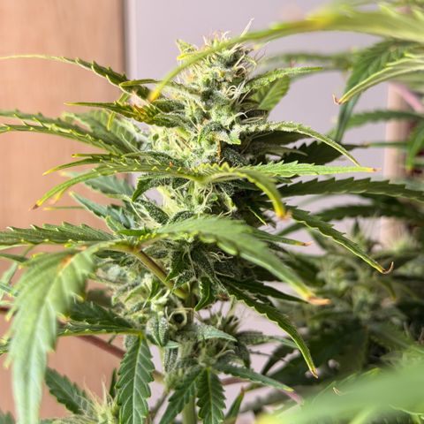 Weddi  growlog timeline photo