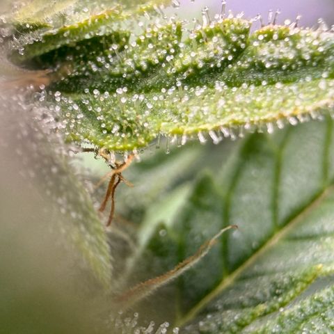 Weddi  growlog timeline photo