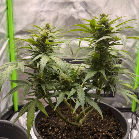 Weddi  growlog timeline photo