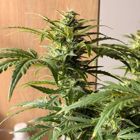 Weddi  growlog timeline photo