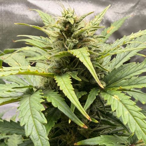 Weddi  growlog timeline photo