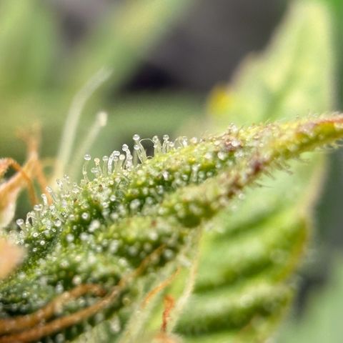 Weddi  growlog timeline photo