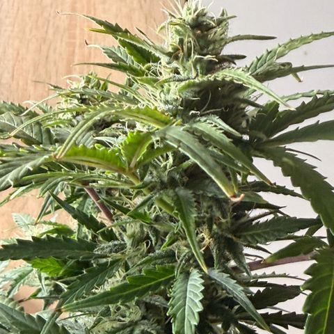 Weddi  growlog timeline photo