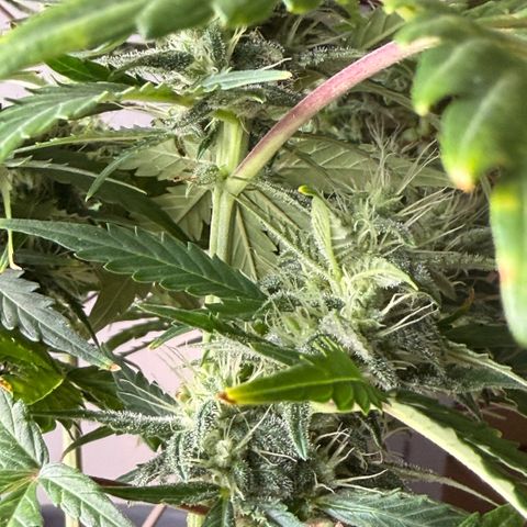 Weddi  growlog timeline photo