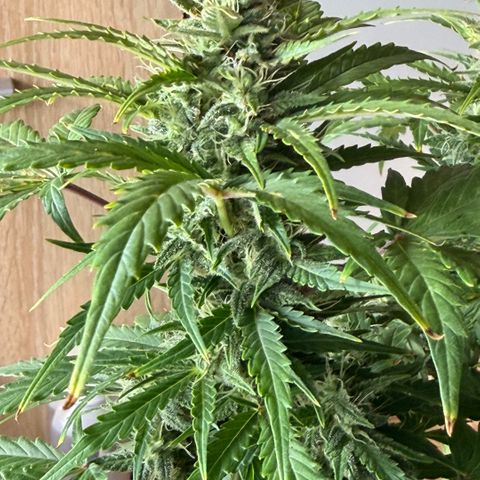 Weddi  growlog timeline photo