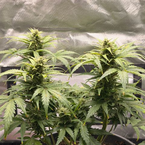 Weddi  growlog timeline photo
